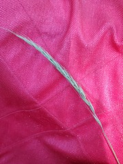 Elymus glaucus