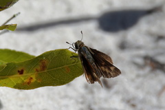 Hylephila phyleus
