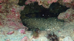 Gymnothorax vicinus