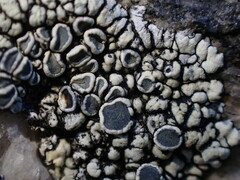 Dimelaena
