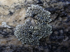Dimelaena