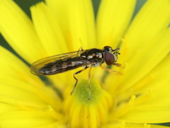 Platycheirus scutatus