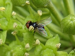 Phasia