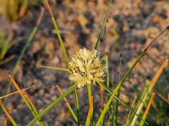Cyperus niveus leucocephalus