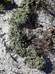 Cladonia leporina