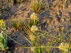 Cyperus niveus leucocephalus