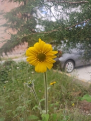 Tithonia tubaeformis