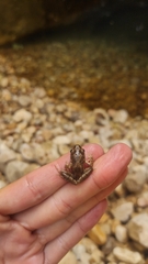 Pelodytes hespericus