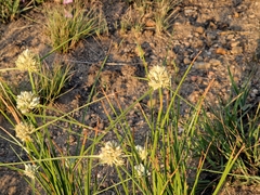 Cyperus niveus leucocephalus