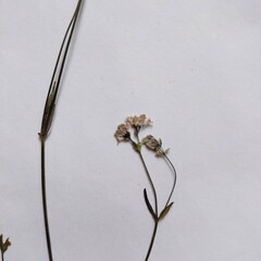 Asperula tinctoria