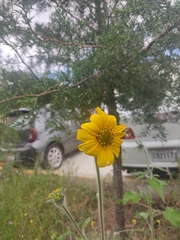 Tithonia tubaeformis