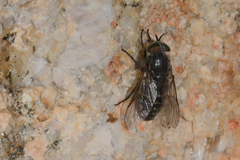 Hybomitra