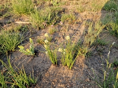 Cyperus niveus leucocephalus