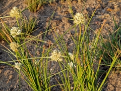 Cyperus niveus leucocephalus