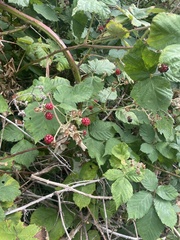 Candicantes