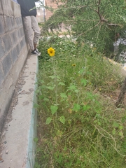 Tithonia tubaeformis