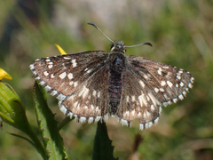 Pyrgus centaureae