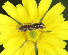 Platycheirus scutatus
