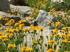 Arnica longifolia