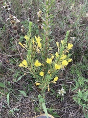 Oenothera clelandii