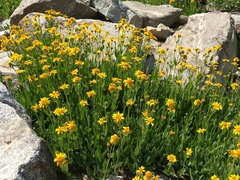 Arnica longifolia