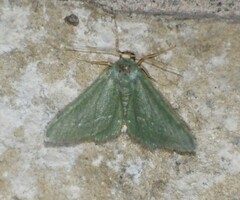 Xerochlora mesotheides