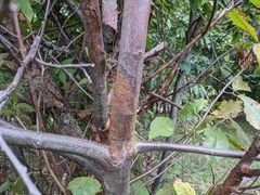 Cryphonectria parasitica