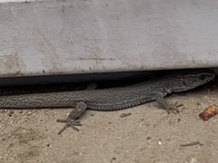 Xantusia vigilis