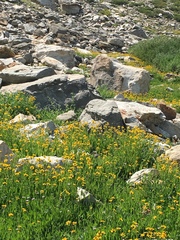 Arnica longifolia
