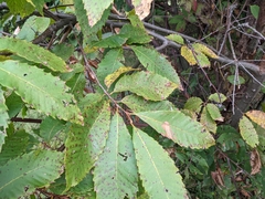 Cryphonectria parasitica