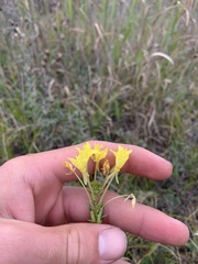 Oenothera clelandii