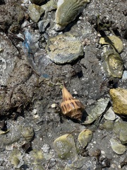 Sinistrofulgur pulleyi