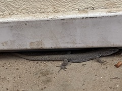 Xantusia vigilis