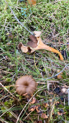 Craterellus tubaeformis