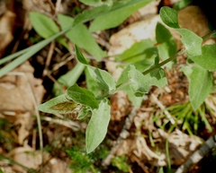 Centaurea pectinata