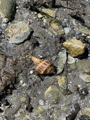 Sinistrofulgur pulleyi