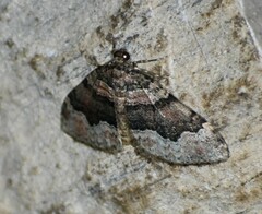 Euphyia swetti