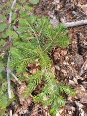 Abies alba