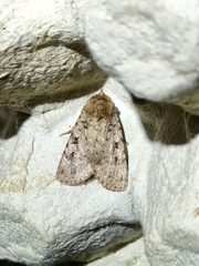 Amphipyra effusa