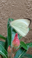 Leptophobia aripa