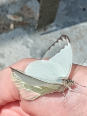 Leptophobia aripa