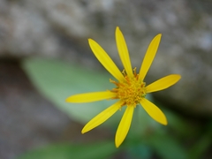 Doronicum