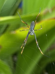 Trichonephila plumipes