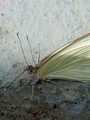 Leptophobia aripa
