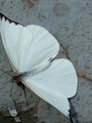 Leptophobia aripa