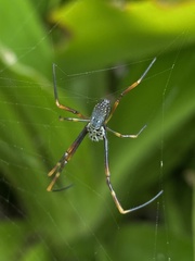 Trichonephila plumipes
