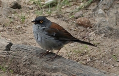 Junco phaeonotus