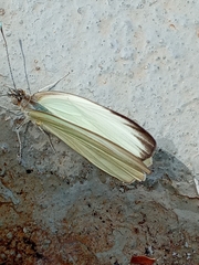Leptophobia aripa