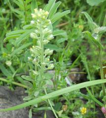 Odontarrhena muralis