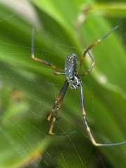 Trichonephila plumipes